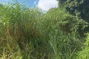 Terreno no Moinho Velho (foto 2 de 4)