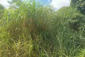 Terreno no Moinho Velho (foto 4 de 4)